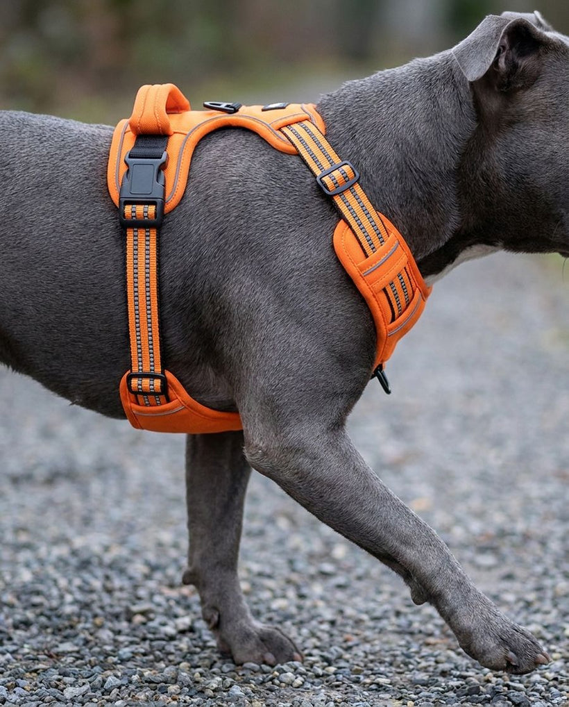Close-up of the dog's free shoulder in the harness