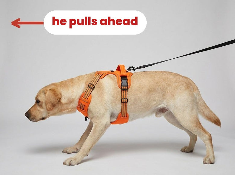 Lead clipped on the back: the dog pulls forward
