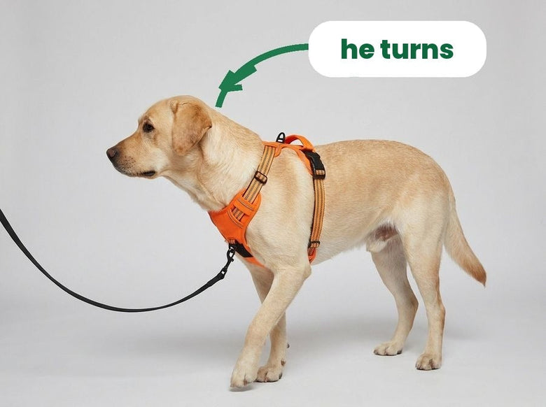 Lead clipped on the chest: the dog's front turns back towards you