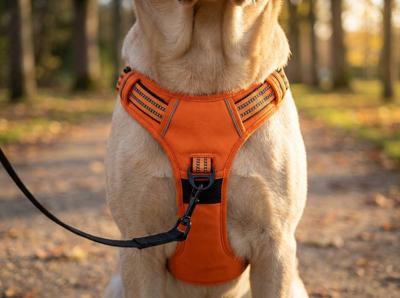 The front ring on the chest, with the lead clipped to it