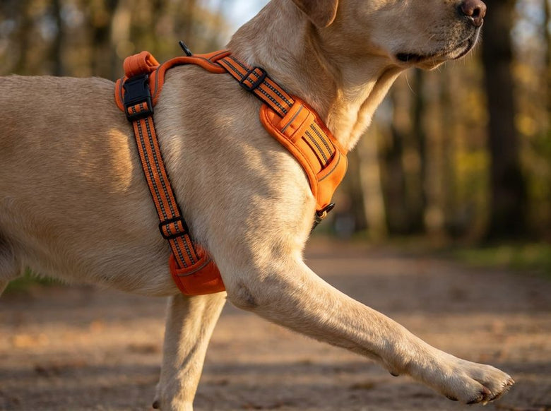 The shoulder stays free under the strap, front leg extended