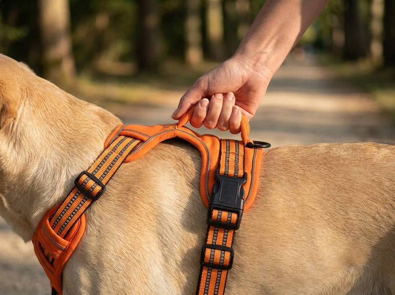 A hand grips the padded handle on the back of the harness