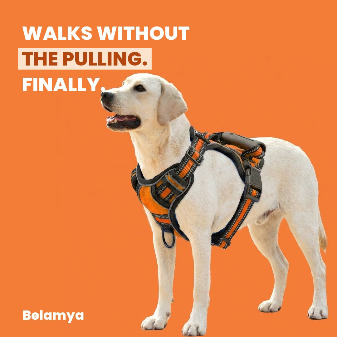 Walks without the pulling. Finally.