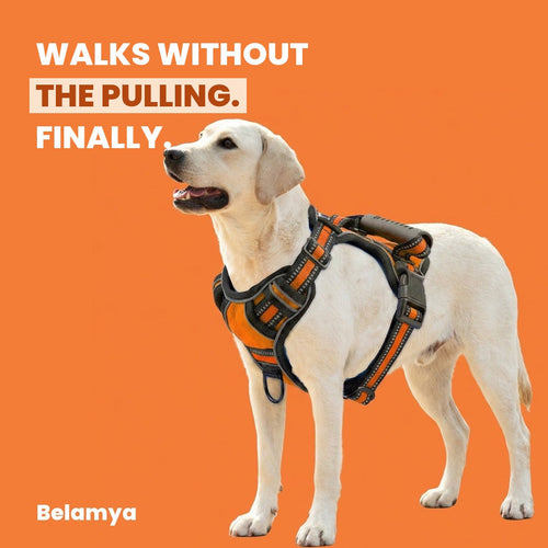 Walks without the pulling. Finally.