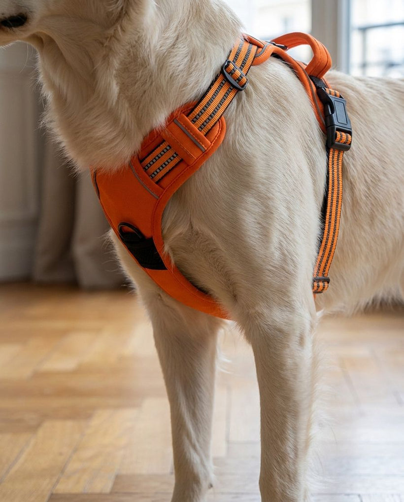 A harness your dog is happier to wear