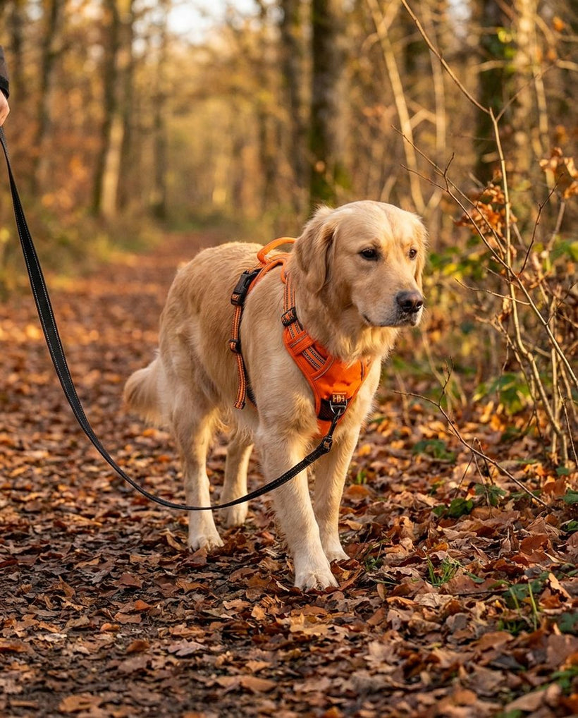 Walk without the tug of war