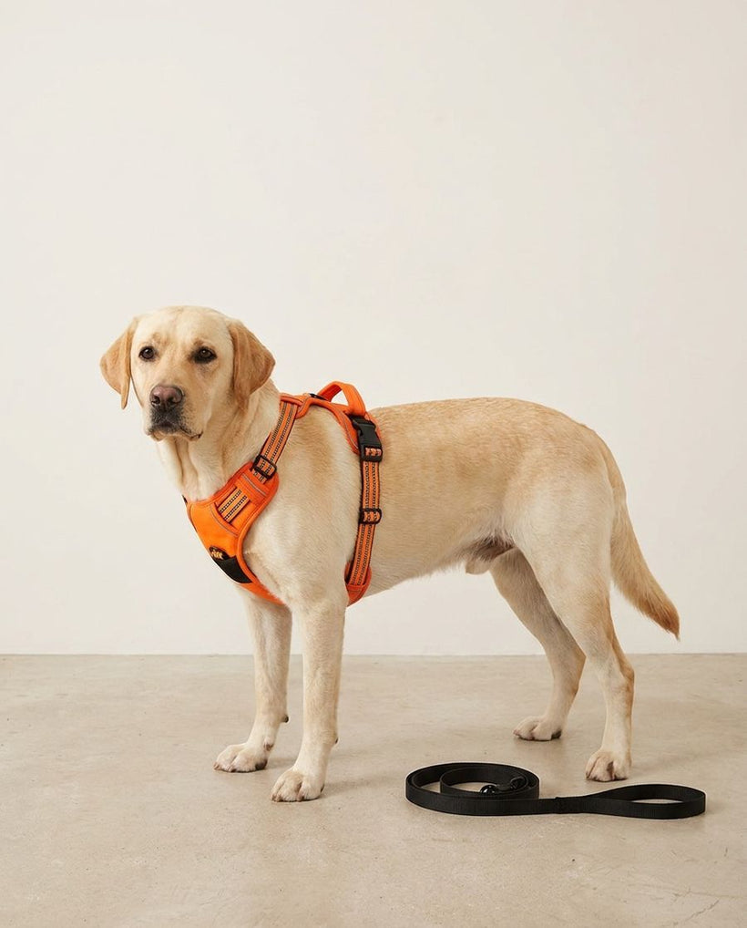 Belamya No-Pull Dog Harness