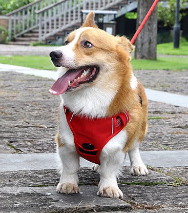 On a walk, lead slack
